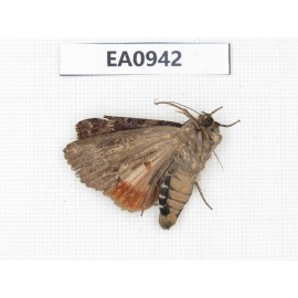 Moths sp. China, Tibet, Linzhi, Motuo county. 1Pcs. EA0942.