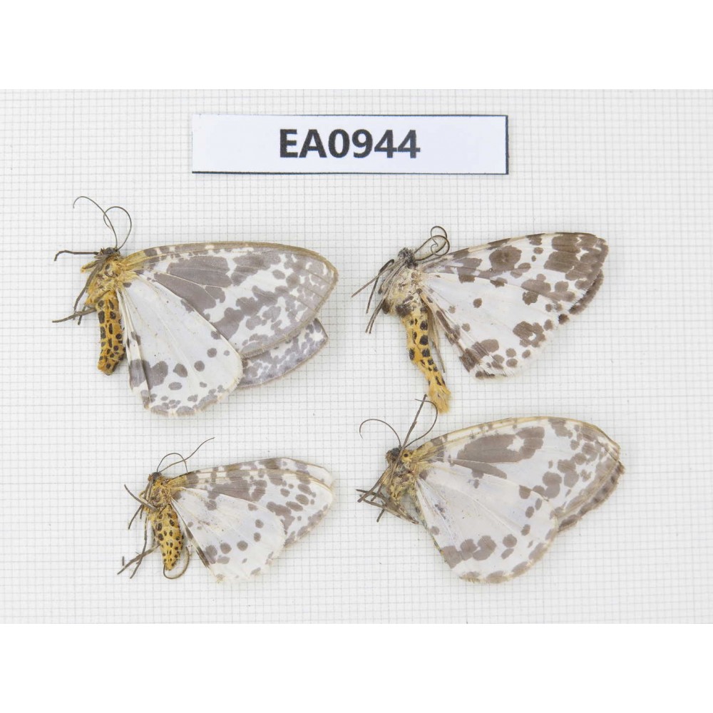 Moths sp. China, Tibet, Linzhi, Motuo county. 4Pcs. EA0944.