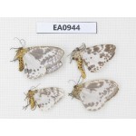 Moths sp. China, Tibet, Linzhi, Motuo county. 4Pcs. EA0944.