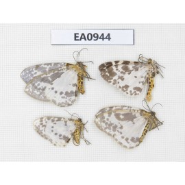 Moths sp. China, Tibet, Linzhi, Motuo county. 4Pcs. EA0944.