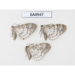 Moths sp. China, Tibet, Linzhi, Motuo county. 3Pcs. EA0947.