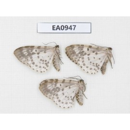 Moths sp. China, Tibet, Linzhi, Motuo county. 3Pcs. EA0947.