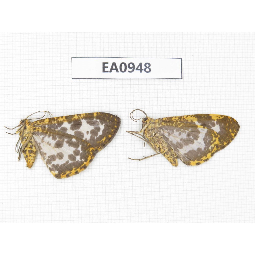 Geometridae sp. China, Tibet, Linzhi, Motuo county. 2Pcs. EA0948.