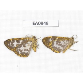 Geometridae sp. China, Tibet, Linzhi, Motuo county. 2Pcs. EA0948.