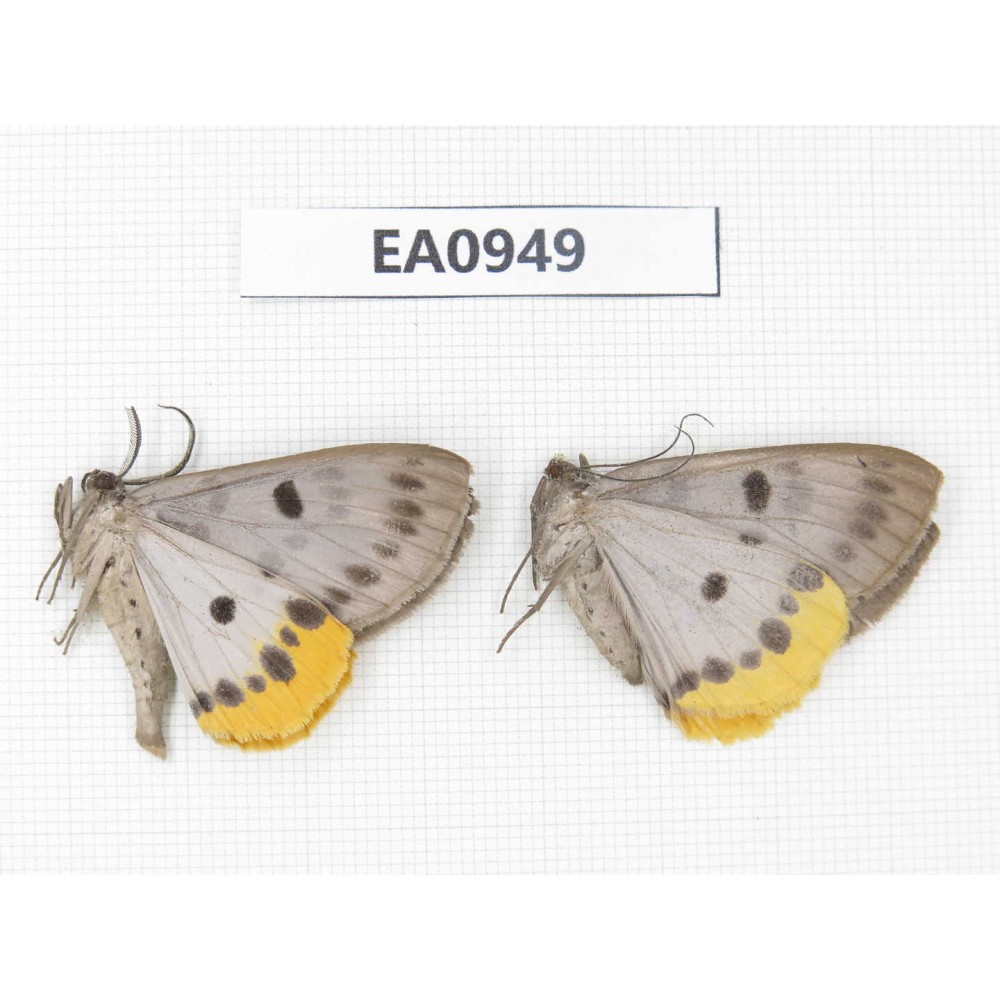 Geometridae sp. China, Tibet, Linzhi, Motuo county. 2Pcs. EA0949.