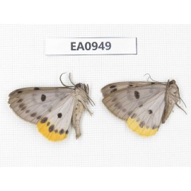 Geometridae sp. China, Tibet, Linzhi, Motuo county. 2Pcs. EA0949.