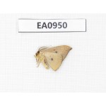 Moths sp. China, Tibet, Linzhi, Motuo county. 1Pcs. EA0950.