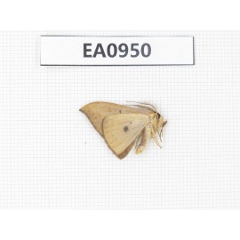 Moths sp. China, Tibet, Linzhi, Motuo county. 1Pcs. EA0950.