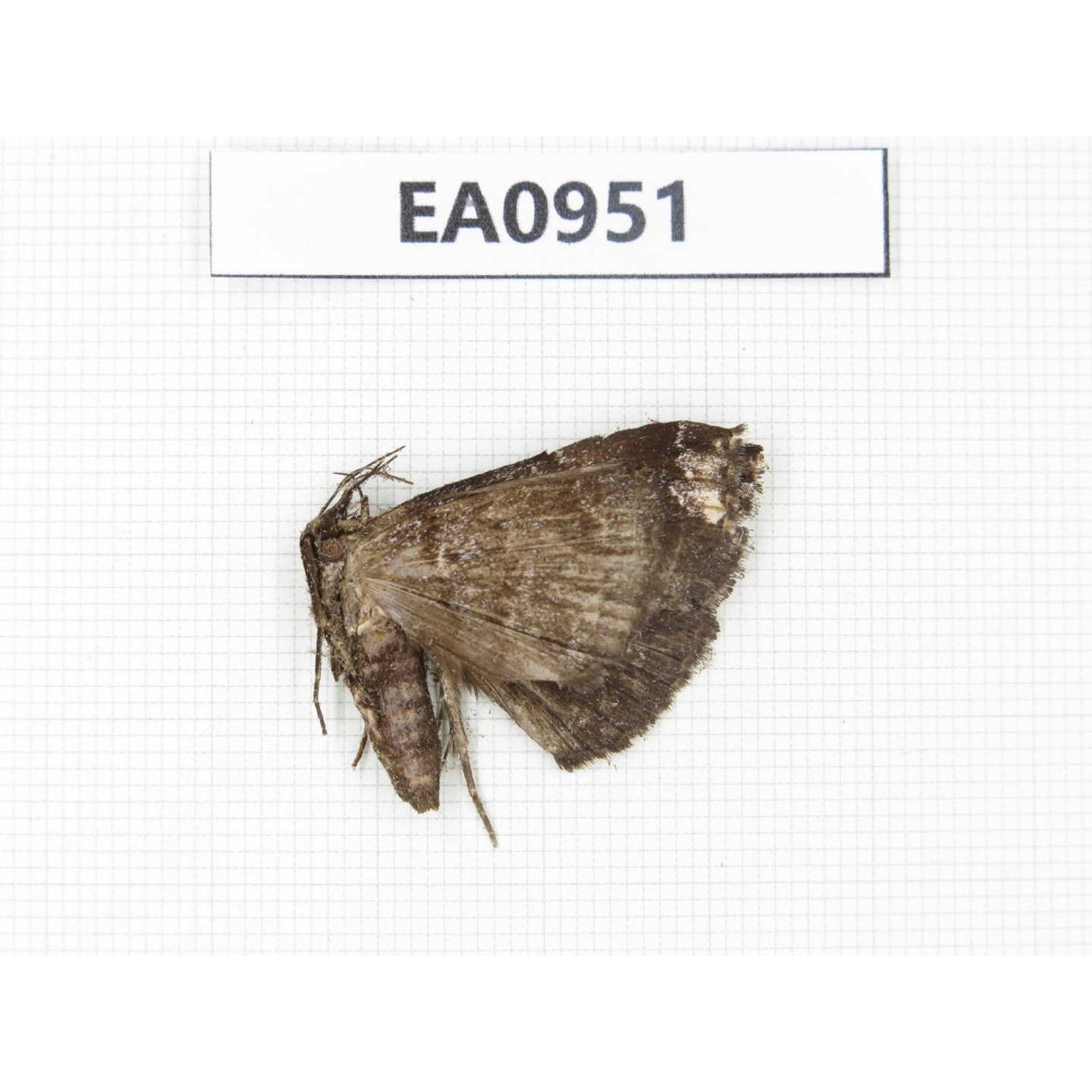 Moths sp. China, Tibet, Linzhi, Motuo county. 1Pcs. EA0951.