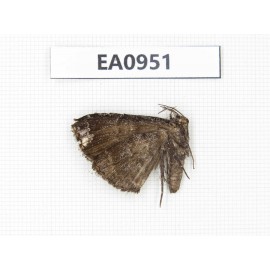 Moths sp. China, Tibet, Linzhi, Motuo county. 1Pcs. EA0951.