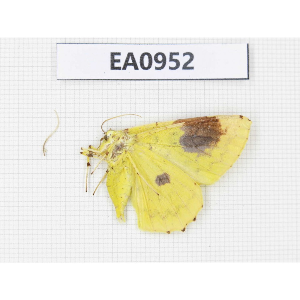 Geometridae sp. China, Tibet, Linzhi, Motuo county. 1Pcs. EA0952.