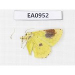 Geometridae sp. China, Tibet, Linzhi, Motuo county. 1Pcs. EA0952.