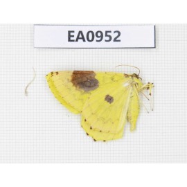 Geometridae sp. China, Tibet, Linzhi, Motuo county. 1Pcs. EA0952.
