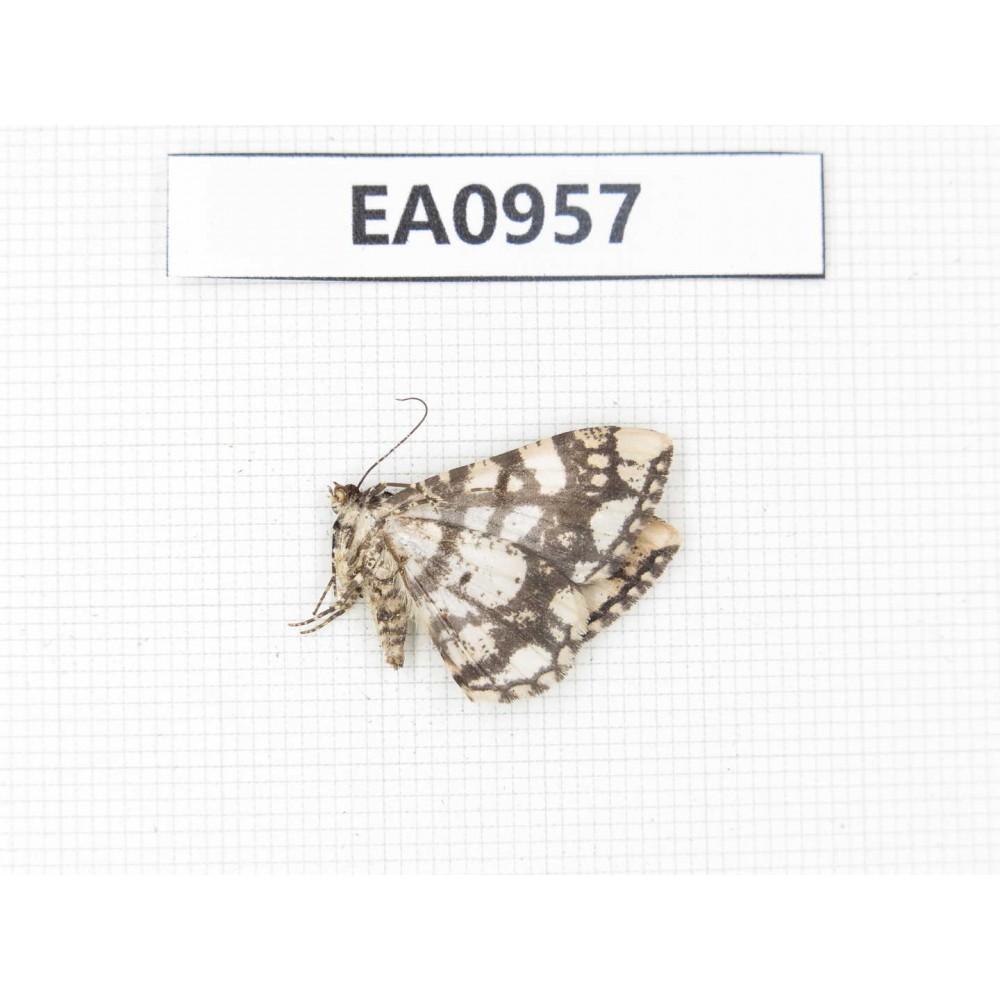 Moths sp. China, Tibet, Linzhi, Motuo county. 1Pcs. EA0957.