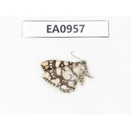 Moths sp. China, Tibet, Linzhi, Motuo county. 1Pcs. EA0957.