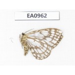 Moths sp. China, Tibet, Linzhi, Motuo county. 1Pcs. EA0962.