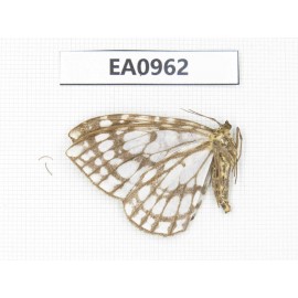 Moths sp. China, Tibet, Linzhi, Motuo county. 1Pcs. EA0962.
