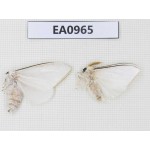 Moths sp. China, Tibet, Linzhi, Motuo county. 2Pcs. EA0965.