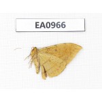 Moths sp. China, Tibet, Linzhi, Motuo county. 1Pcs. EA0966.