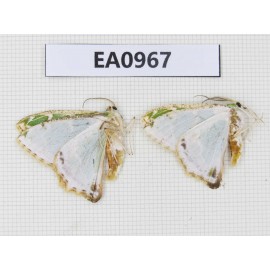 Geometridae sp. China, Tibet, Linzhi, Motuo county. 2Pcs. EA0967.