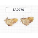 Moths sp. China, Tibet, Linzhi, Motuo county. 2Pcs. EA0970.