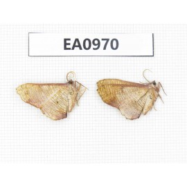 Moths sp. China, Tibet, Linzhi, Motuo county. 2Pcs. EA0970.