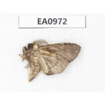 Moths sp. China, Tibet, Linzhi, Motuo county. 1Pcs. EA0972.
