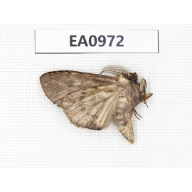 Moths sp. China, Tibet, Linzhi, Motuo county. 1Pcs. EA0972.