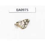 Moths sp. China, Tibet, Linzhi, Motuo county. 1Pcs. EA0975.