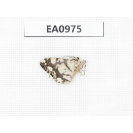 Moths sp. China, Tibet, Linzhi, Motuo county. 1Pcs. EA0975.