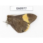 Geometridae sp. China, Tibet, Linzhi, Motuo county. 1Pcs. EA0977.
