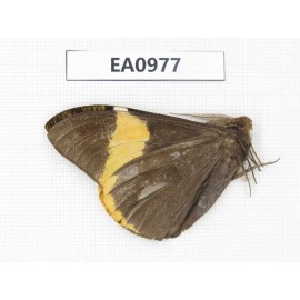 Geometridae sp. China, Tibet, Linzhi, Motuo county. 1Pcs. EA0977.