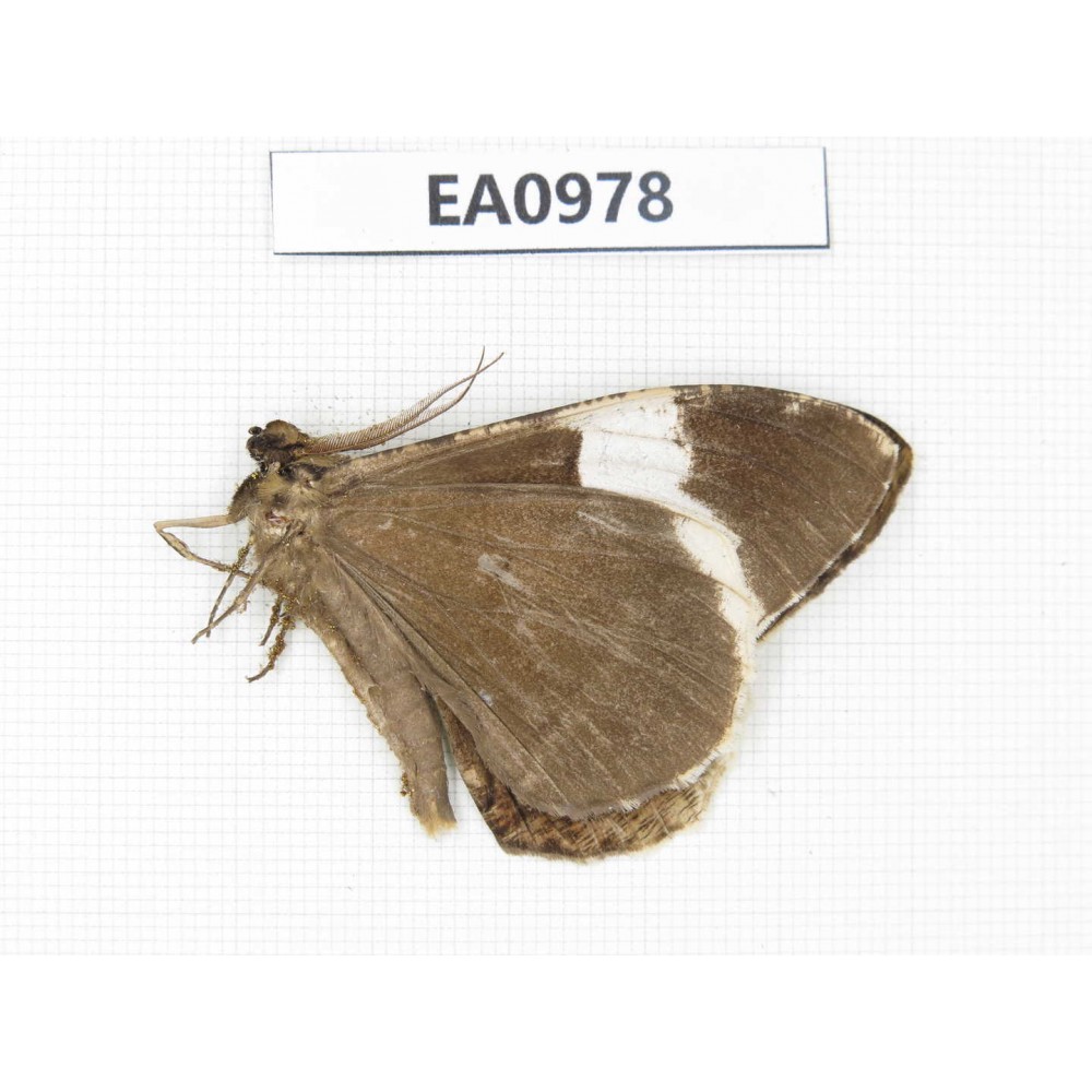 Geometridae sp. China, Tibet, Linzhi, Motuo county. 1Pcs. EA0978.