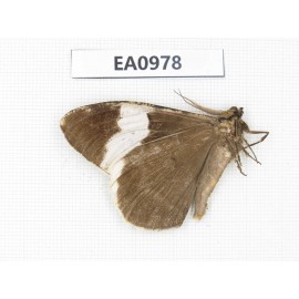 Geometridae sp. China, Tibet, Linzhi, Motuo county. 1Pcs. EA0978.