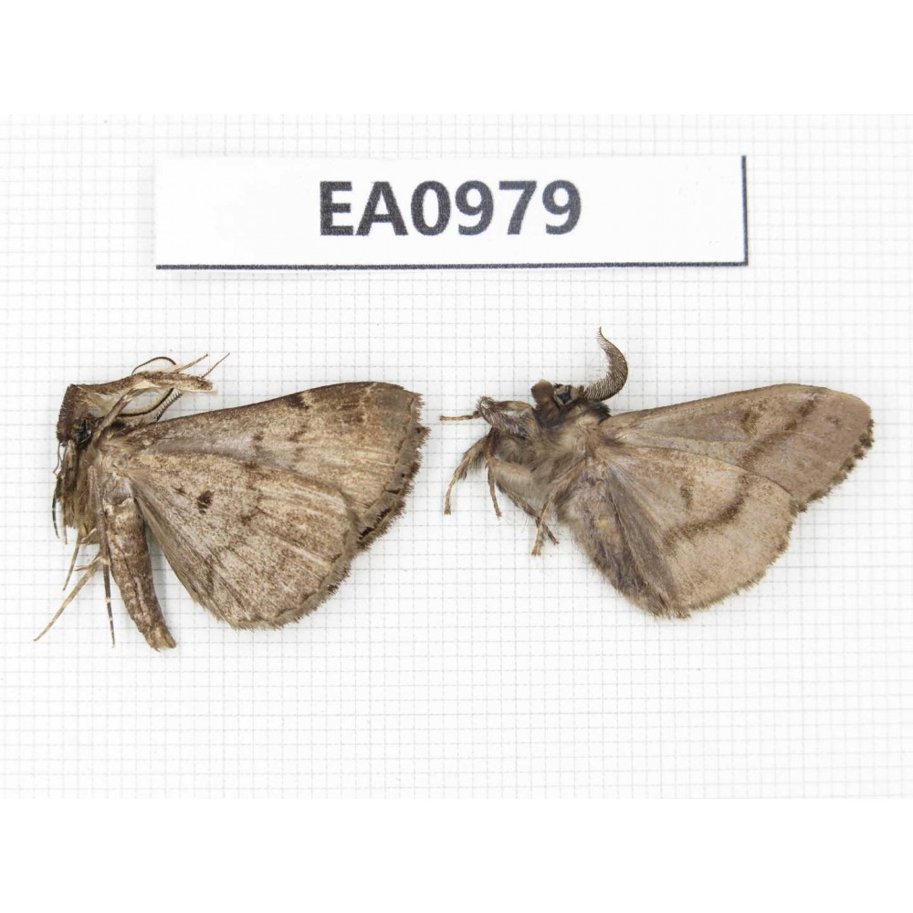 Moths sp. China, Tibet, Linzhi, Motuo county. 2Pcs. EA0979.
