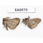 Moths sp. China, Tibet, Linzhi, Motuo county. 2Pcs. EA0979.