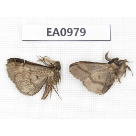 Moths sp. China, Tibet, Linzhi, Motuo county. 2Pcs. EA0979.