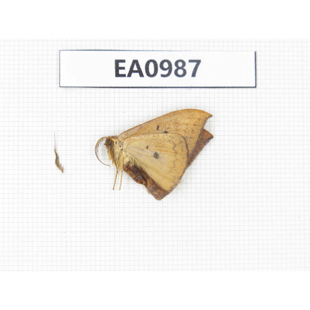 Moths sp. China, Tibet, Linzhi, Motuo county. 1Pcs. EA0987.