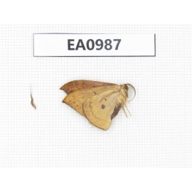 Moths sp. China, Tibet, Linzhi, Motuo county. 1Pcs. EA0987.