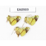 Moths sp. China, Tibet, Linzhi, Motuo county. 3Pcs. EA0989.