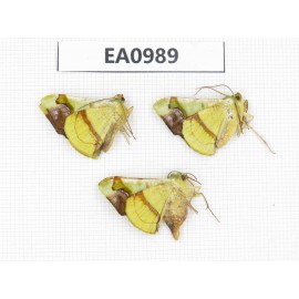 Moths sp. China, Tibet, Linzhi, Motuo county. 3Pcs. EA0989.