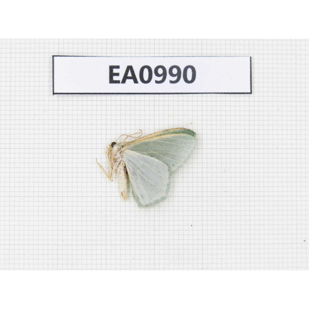 Moths sp. China, Tibet, Linzhi, Motuo county. 1Pcs. EA0990.