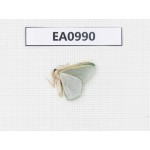 Moths sp. China, Tibet, Linzhi, Motuo county. 1Pcs. EA0990.