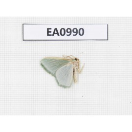 Moths sp. China, Tibet, Linzhi, Motuo county. 1Pcs. EA0990.