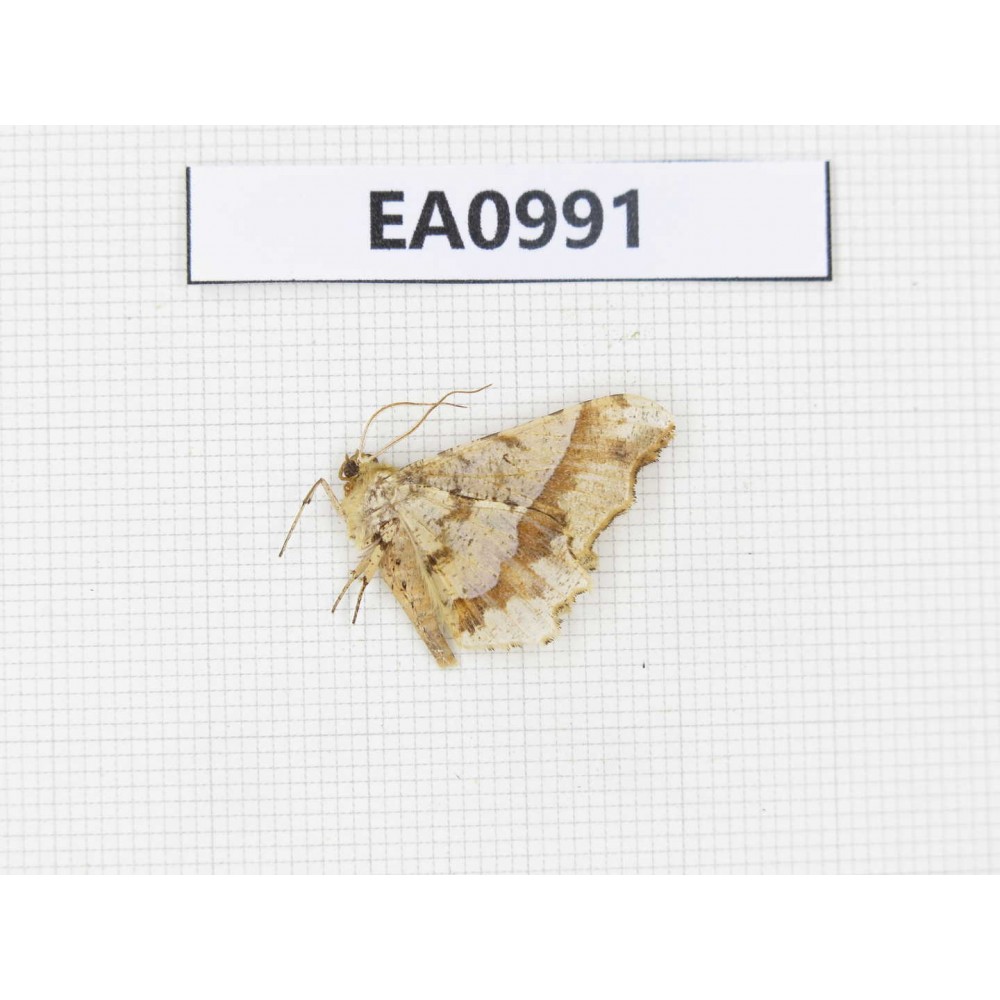 Moths sp. China, Tibet, Linzhi, Motuo county. 1Pcs. EA0991.