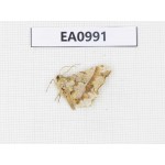 Moths sp. China, Tibet, Linzhi, Motuo county. 1Pcs. EA0991.