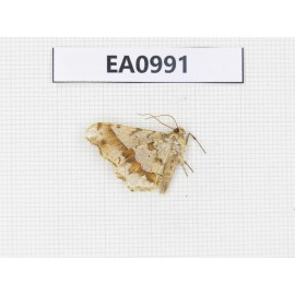 Moths sp. China, Tibet, Linzhi, Motuo county. 1Pcs. EA0991.