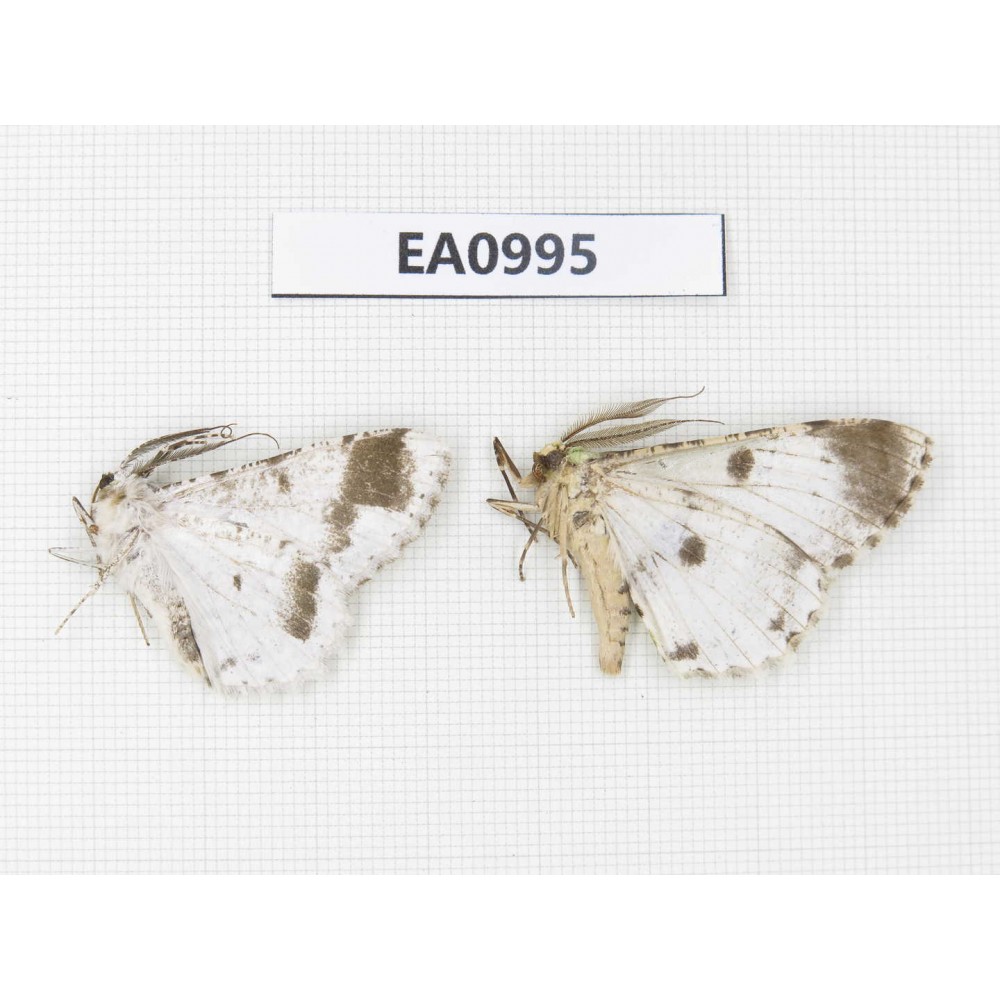 Geometridae sp. China, Tibet, Linzhi, Motuo county. 2Pcs. EA0995.