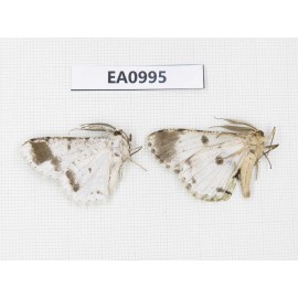 Geometridae sp. China, Tibet, Linzhi, Motuo county. 2Pcs. EA0995.