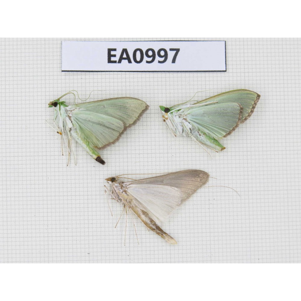 Moths sp. China, Tibet, Linzhi, Motuo county. 3Pcs. EA0997.